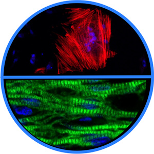 Photo smooth muscle cells und epicardial cells